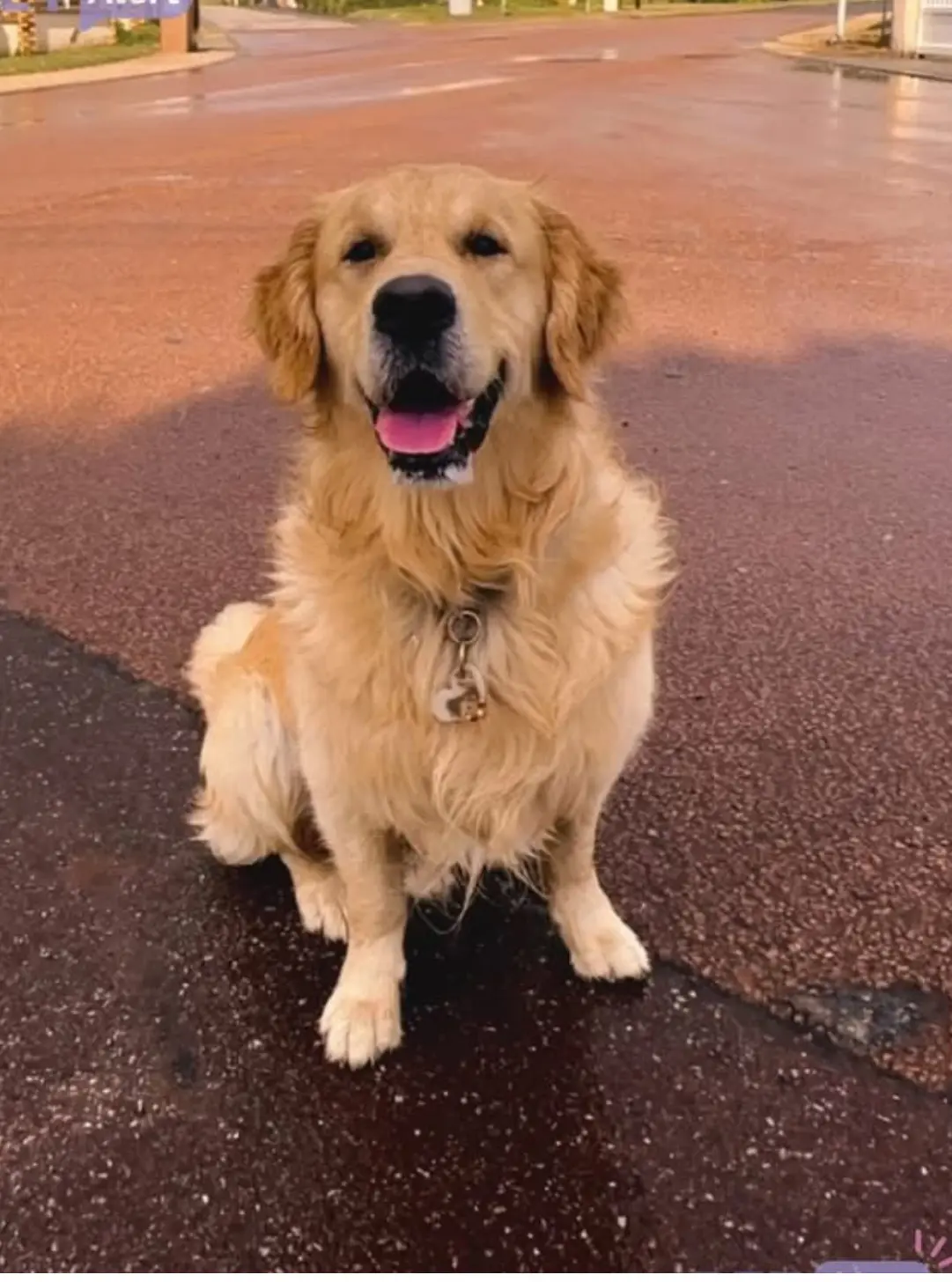 Chien Perdu 78 Yvelines Chien Perdu 78 Yvelines
