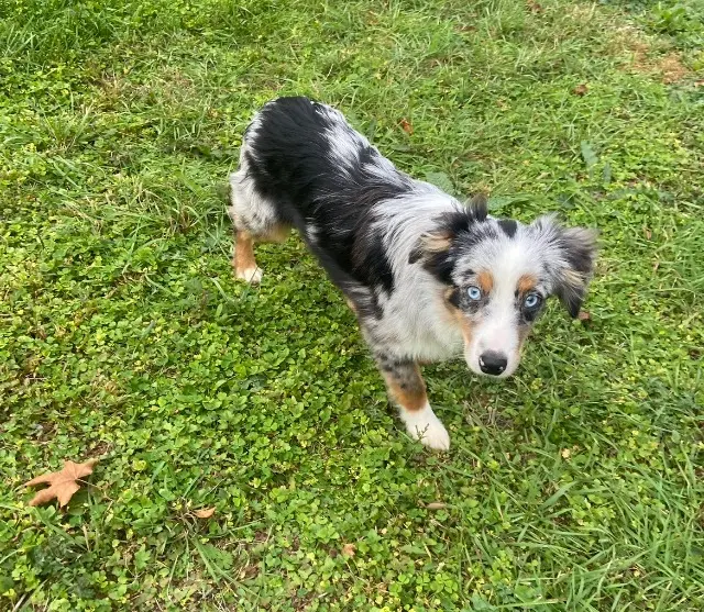 chien lost   79370 Aigondigné Appy