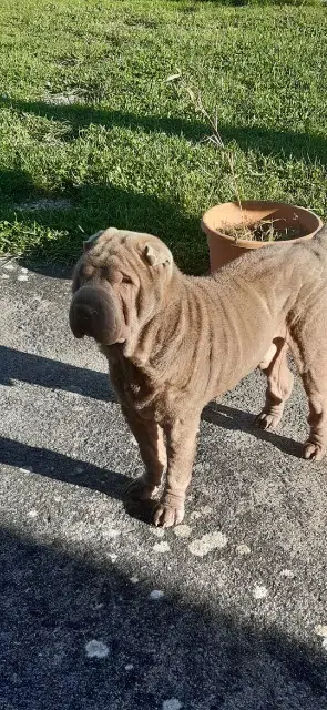 chien lost   79150 Argentonnay Olaf