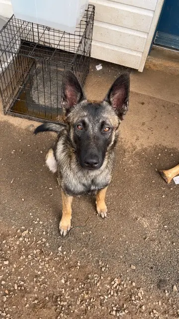 chien lost   79420 Saint-Lin Arkhan