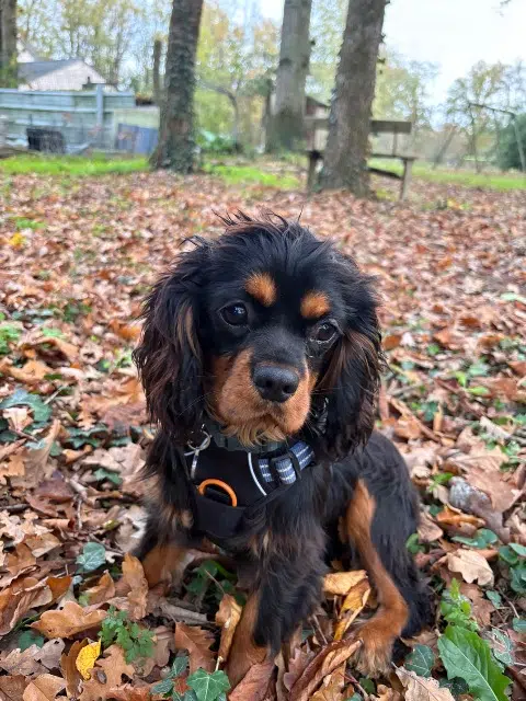 chien lost   79100 Thouars Azaro