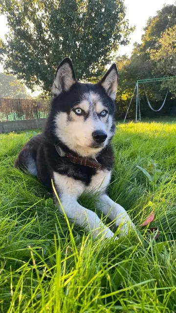 chien lost   79160 Villiers-en-Plaine Bart