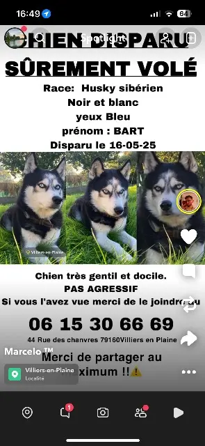chien lost   79160 Villiers-en-Plaine Bart