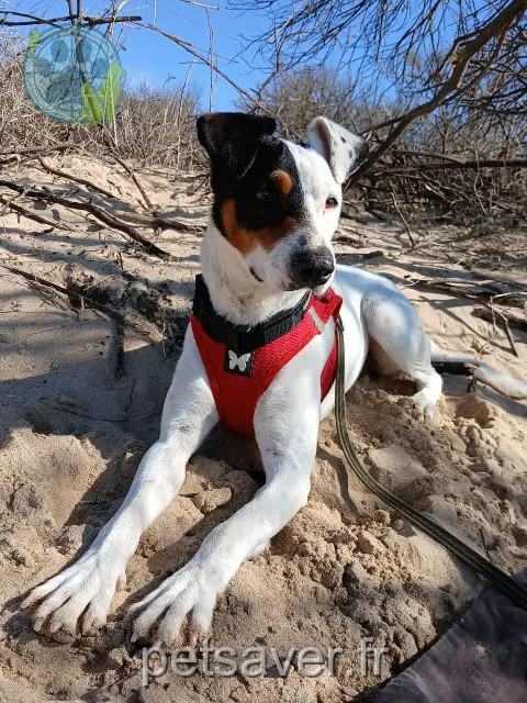 Hund vermisst 79310 Verruyes DONALD Hund lost 79310 Verruyes DONALD