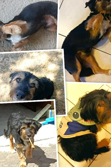 chien lost   79400 Augé Fissa