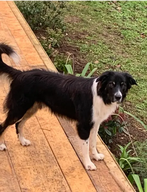 chien perdu 79120 Rom Flash chien lost 79120 Rom Flash
