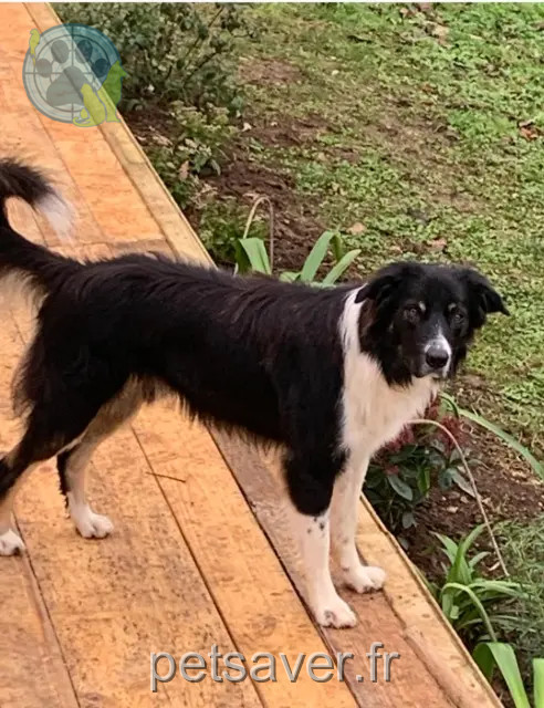 perro perdido 79120 Rom Flash perro lost 79120 Rom Flash