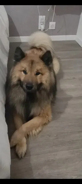 chien lost   79270 Saint-Symphorien Ooka