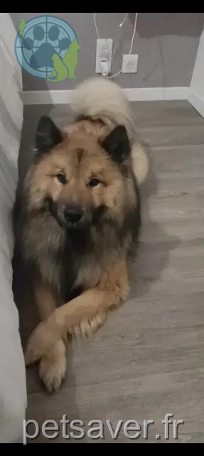 Hund vermisst 79270 Saint-Symphorien Ooka Hund lost 79270 Saint-Symphorien Ooka