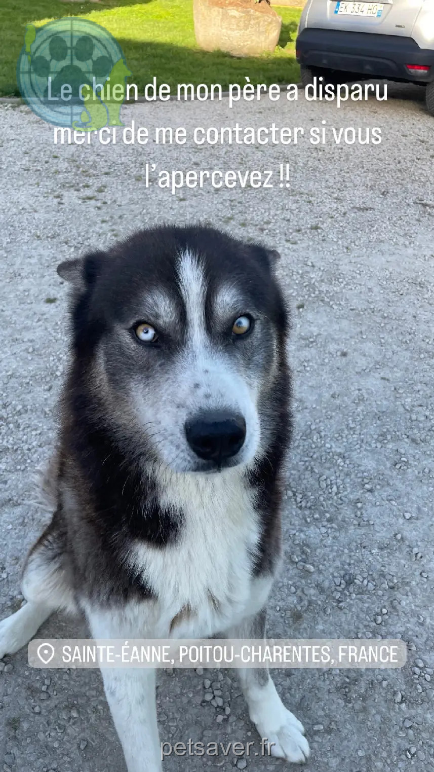 chien perdu 58 Rue de la Gare 79800 Sainte-Eanne Petter chien lost 58 Rue de la Gare 79800 Sainte-Eanne Petter