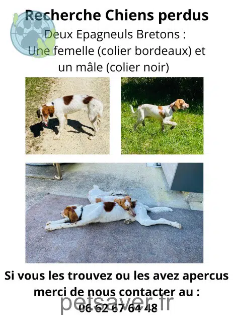 perro perdido 79360 Plaine-d'Argenson Ben perro lost 79360 Plaine-d'Argenson Ben