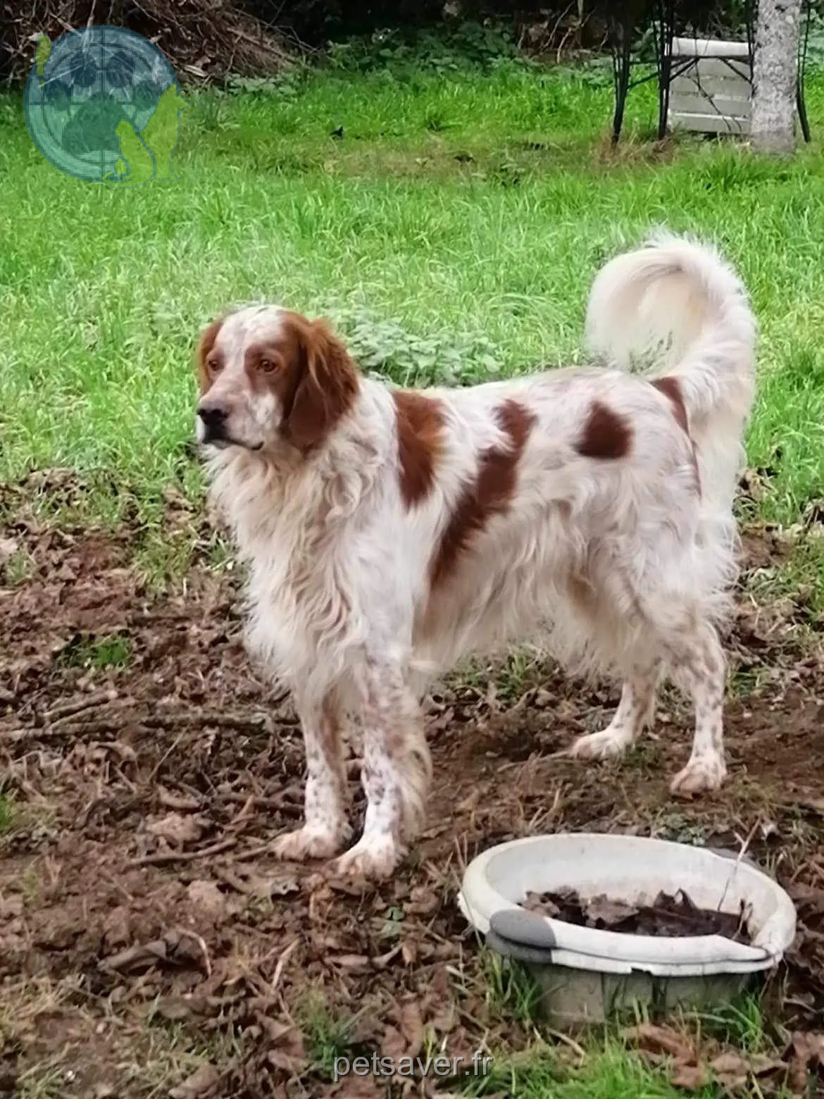 Chien Perdu 79 Deux-Sèvres Chien Perdu 79 Deux-Sèvres
