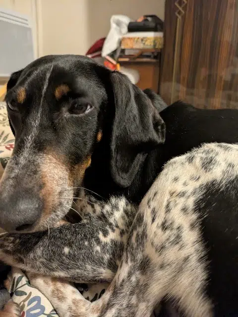 chien lost   79100 Thouars Sam