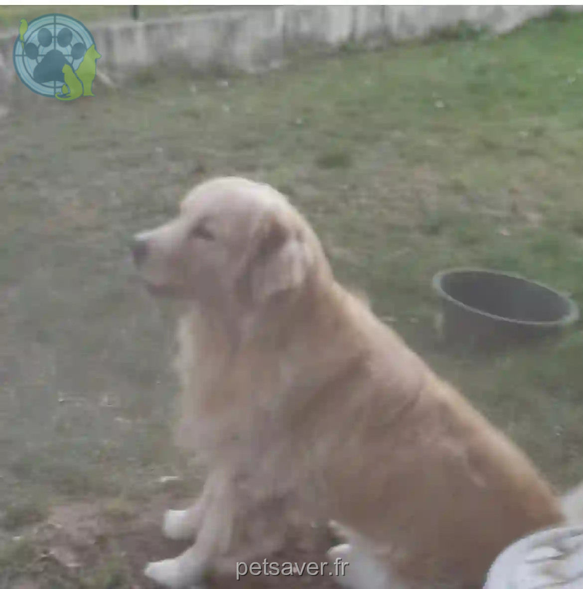 Chien Perdu 79 Deux-Sèvres Val-du-Mignon - Ulwen Chien Perdu 79 Deux-Sèvres Val-du-Mignon - Ulwen