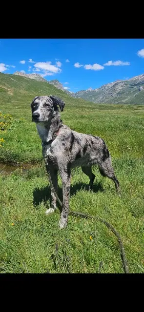 chien lost    Val-du-Mignon Volka