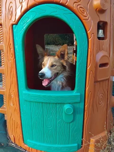 chien lost   79400 Exireuil Vasco