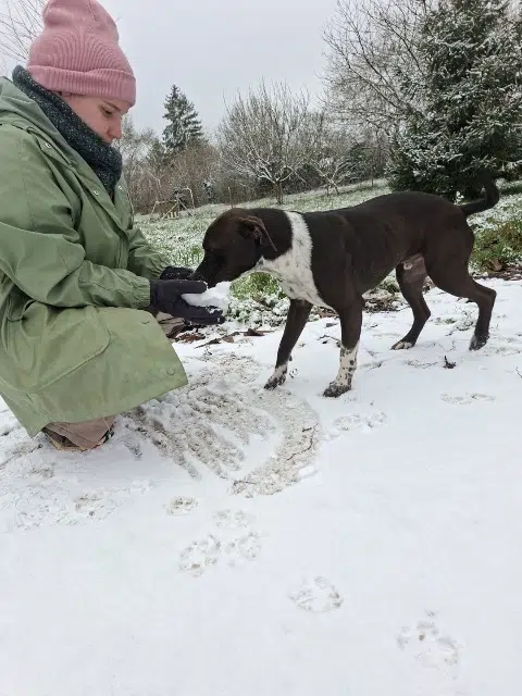 chien lost   79500 Melle Yama