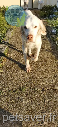 Chien Perdu 80 Somme Amiens - Ethan Chien Perdu 80 Somme Amiens - Ethan