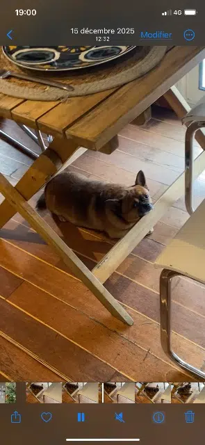 chien lost    Amiens Rox