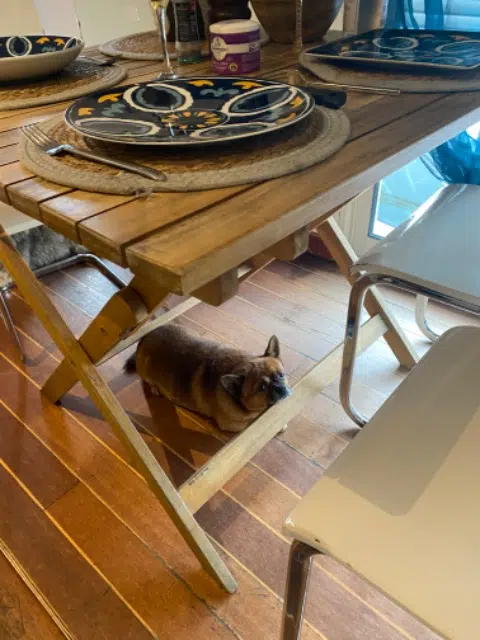 chien lost    Amiens Rox