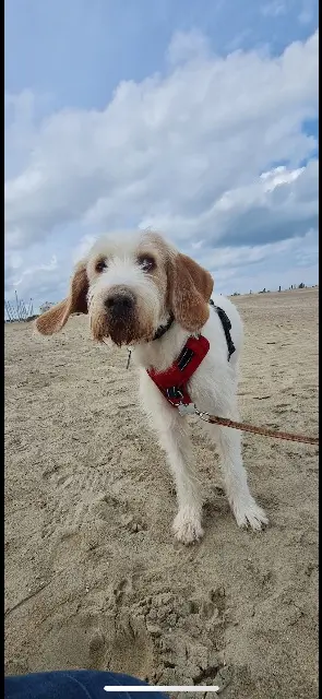 chien lost   80600 Doullens Koba