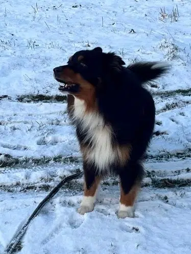 chien lost   80160 Saint-Sauflieu Loki