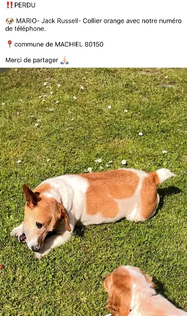 chien lost   80150 Machiel Mario