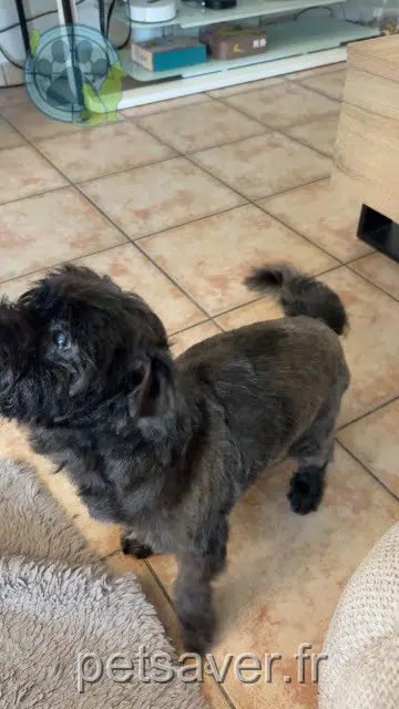 chien lost   80670 Pernois Mastok