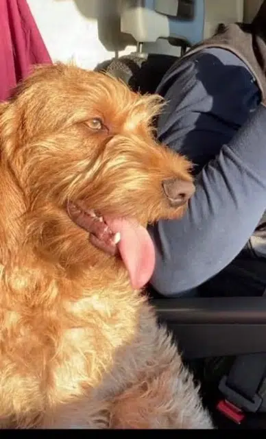 chien lost   80118 Le Quesnel Milko