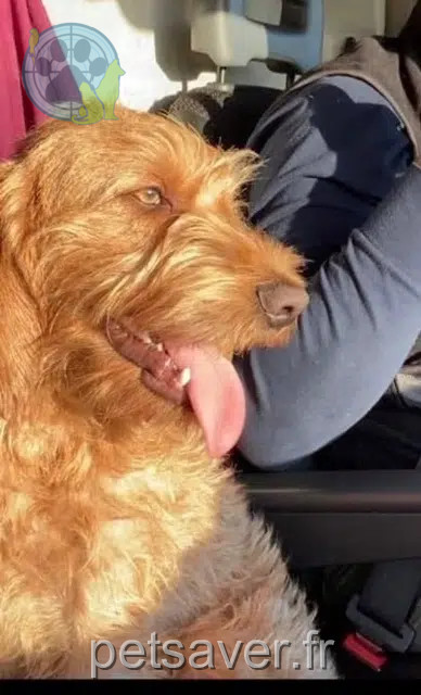 dog lost 80118 Le Quesnel Milko dog lost 80118 Le Quesnel Milko