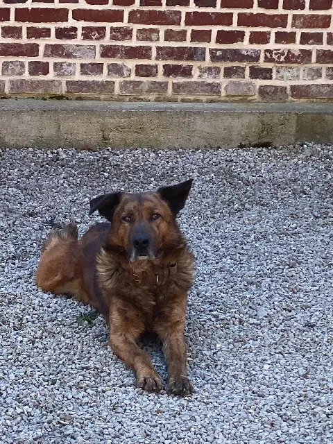 chien lost   80260 Saint-Gratien Moka