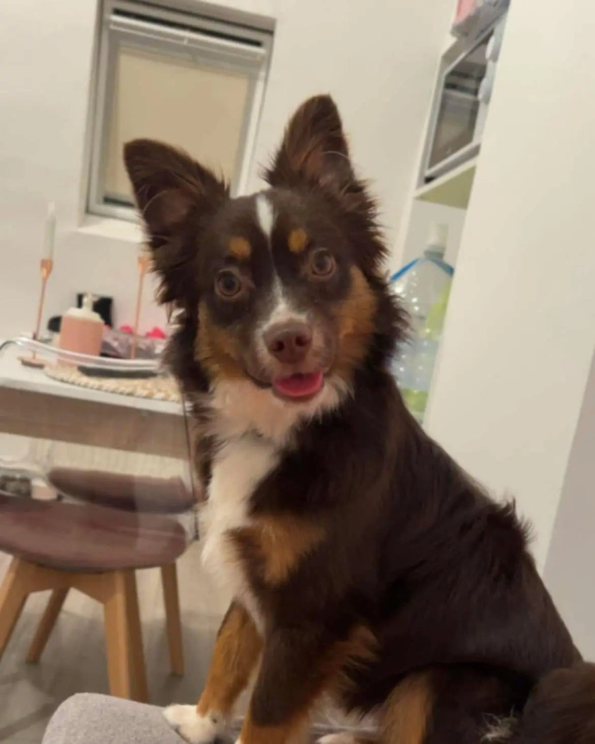 Chien Perdu 80 Somme - Pumba Chien Perdu 80 Somme - Pumba