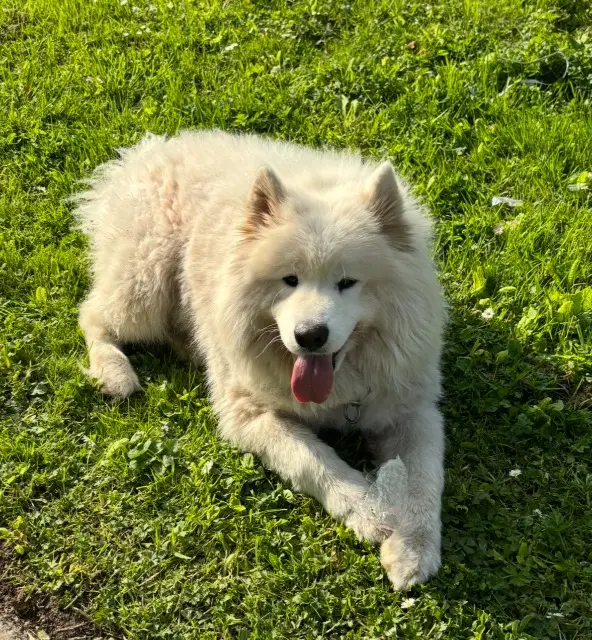 chien lost   80260 Béhencourt Sam