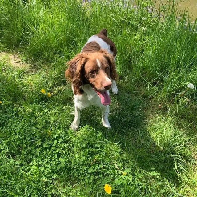 chien lost   80740 Épehy Shelby