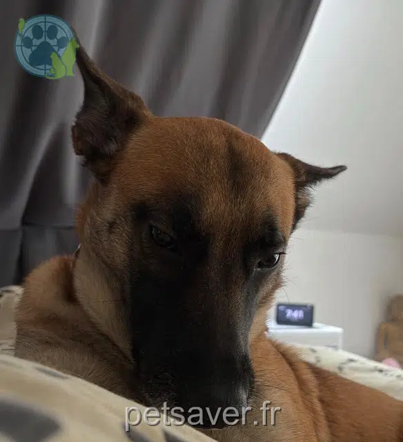 chien lost 80480 Vers-sur-Selle Shelby