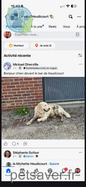 chien lost   80240 Guyencourt-Saulcourt Tango