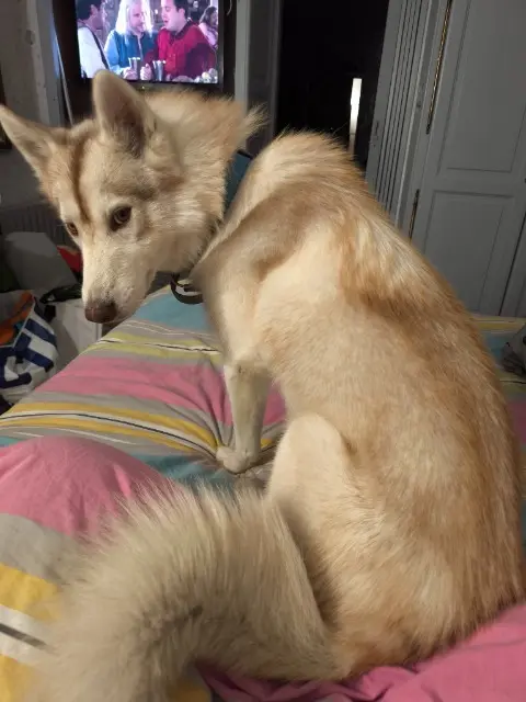 chien lost   80190 Nesle Ulky