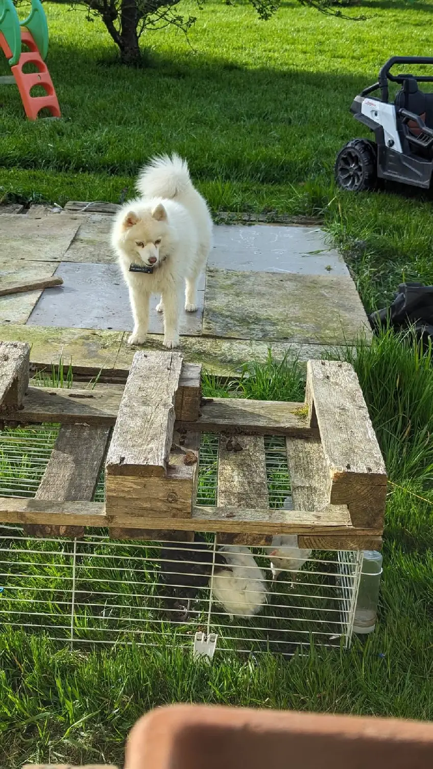 Chien Perdu 80 Somme - Ultron Chien Perdu 80 Somme - Ultron