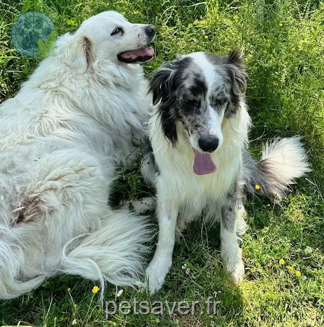 Chien Perdu 81 Tarn - Belle-et-over Chien Perdu 81 Tarn - Belle-et-over