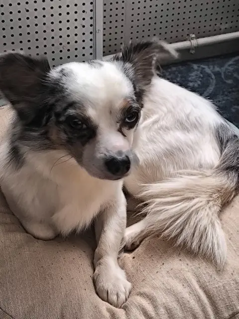 chien lost   81190 Sainte-Gemme Bounty