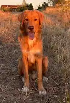 chien lost   81150 Sainte-Croix Buck