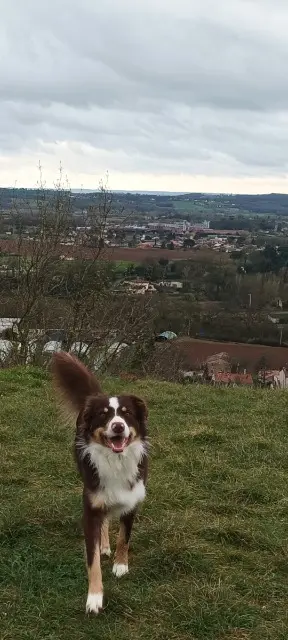 chien lost   81150 Castelnau-de-Lévis Drisse