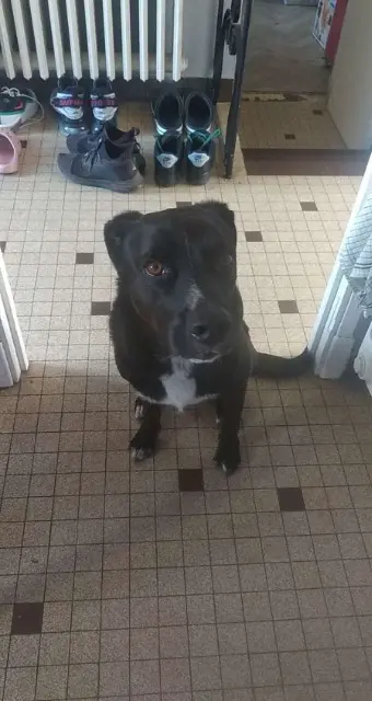 chien lost   81000 Albi Falco