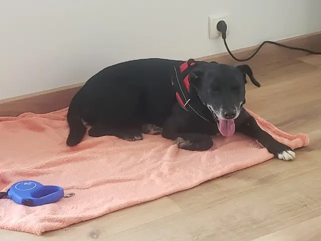 chien lost   81000 Albi Jojo