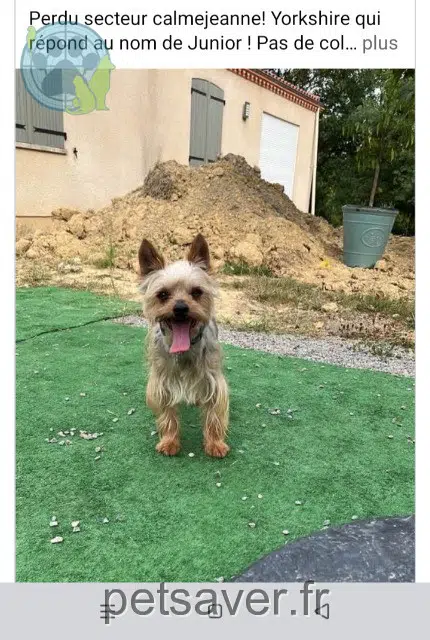 chien lost   81490 Saint-Salvy-de-la-Balme Junior