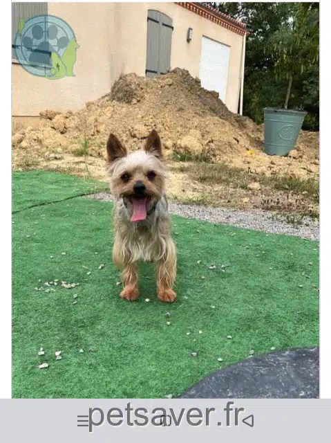 Hund lost   81490 Saint-Salvy-de-la-Balme Junior