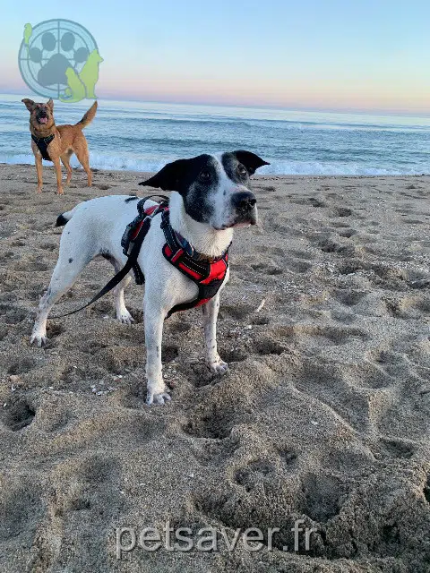chien lost   81200 Mazamet Keiko