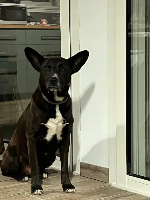 chien lost   81380 Lescure-d'Albigeois Loki