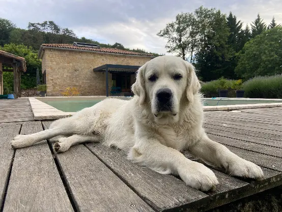 Chien Perdu 81 Tarn - Look-houm Chien Perdu 81 Tarn - Look-houm