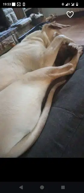 chien lost   81440 Montdragon Lucky